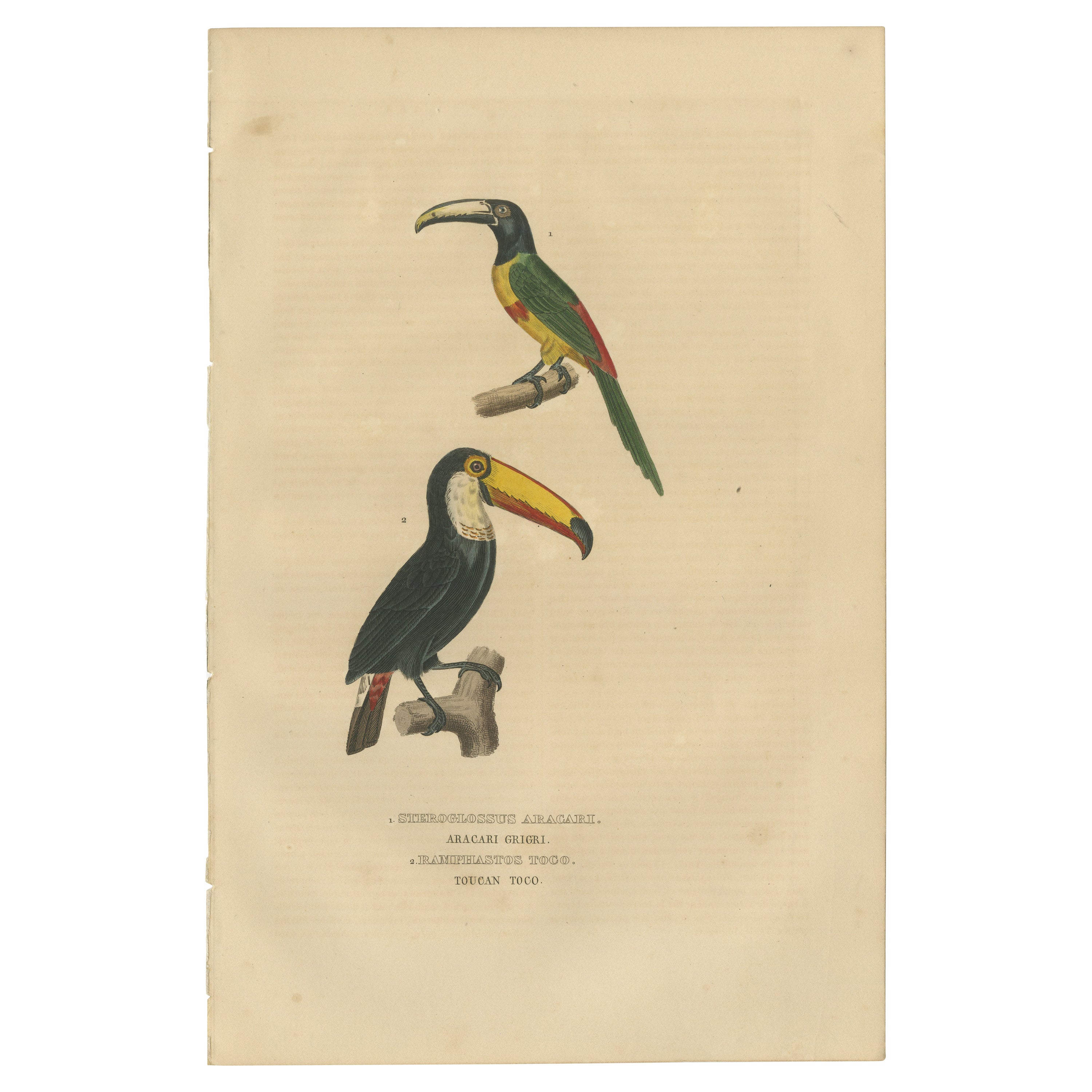 Amazing Original Bird Print of the Rhinoceros Hornbill and the Toco Toucan For Sale