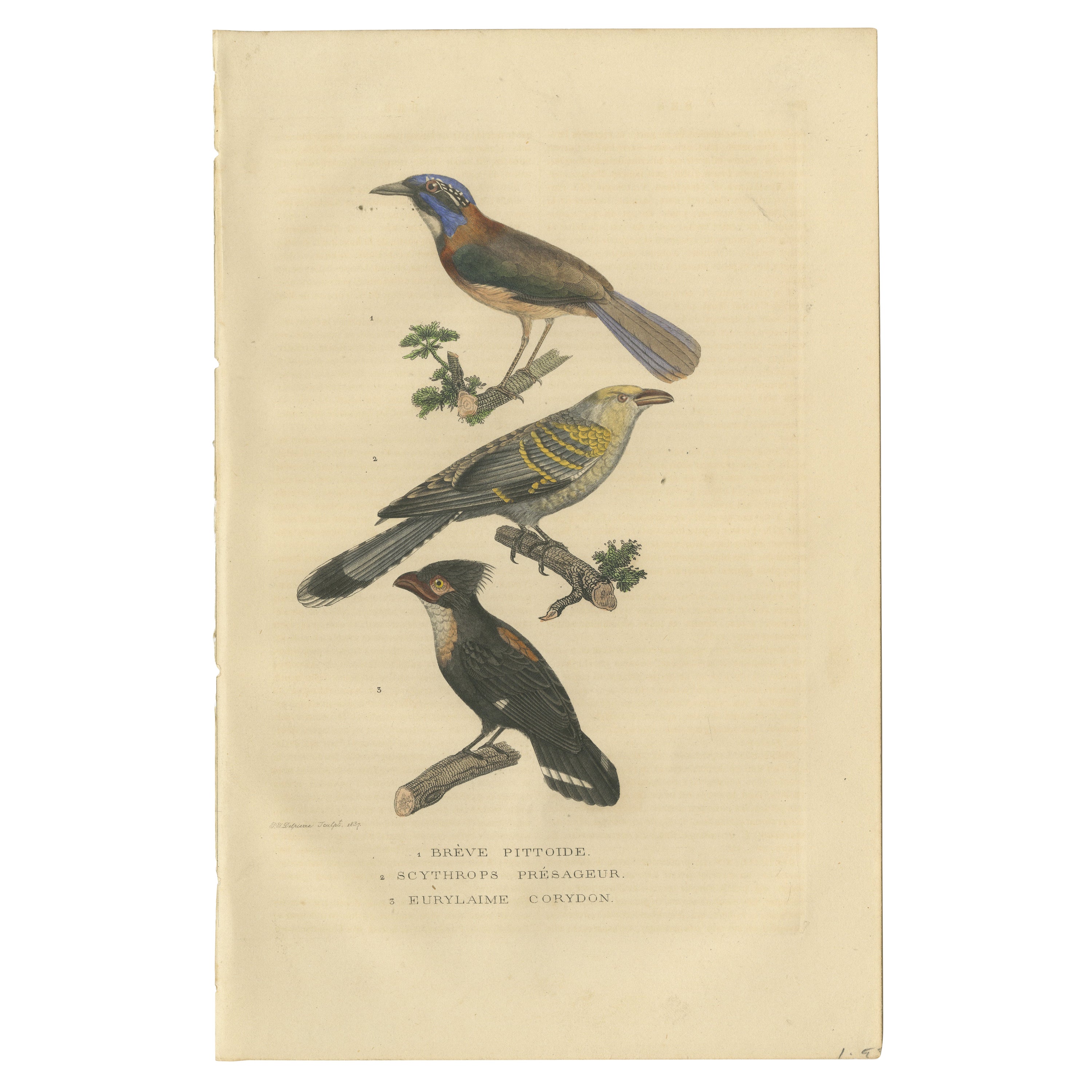 Old Bird Print of a Pitta Ground-roller, Channel-billed Cuckoo, Dusky Broadbill For Sale