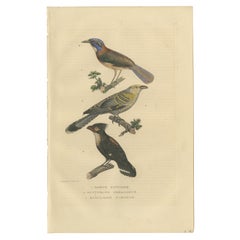 Antique Old Bird Print of a Pitta Ground-roller, Channel-billed Cuckoo, Dusky Broadbill