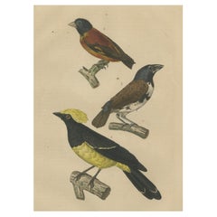 Impression oiseau ancienne représentant un sultan Tit, une finition cubaine et un Magpie Mannikin