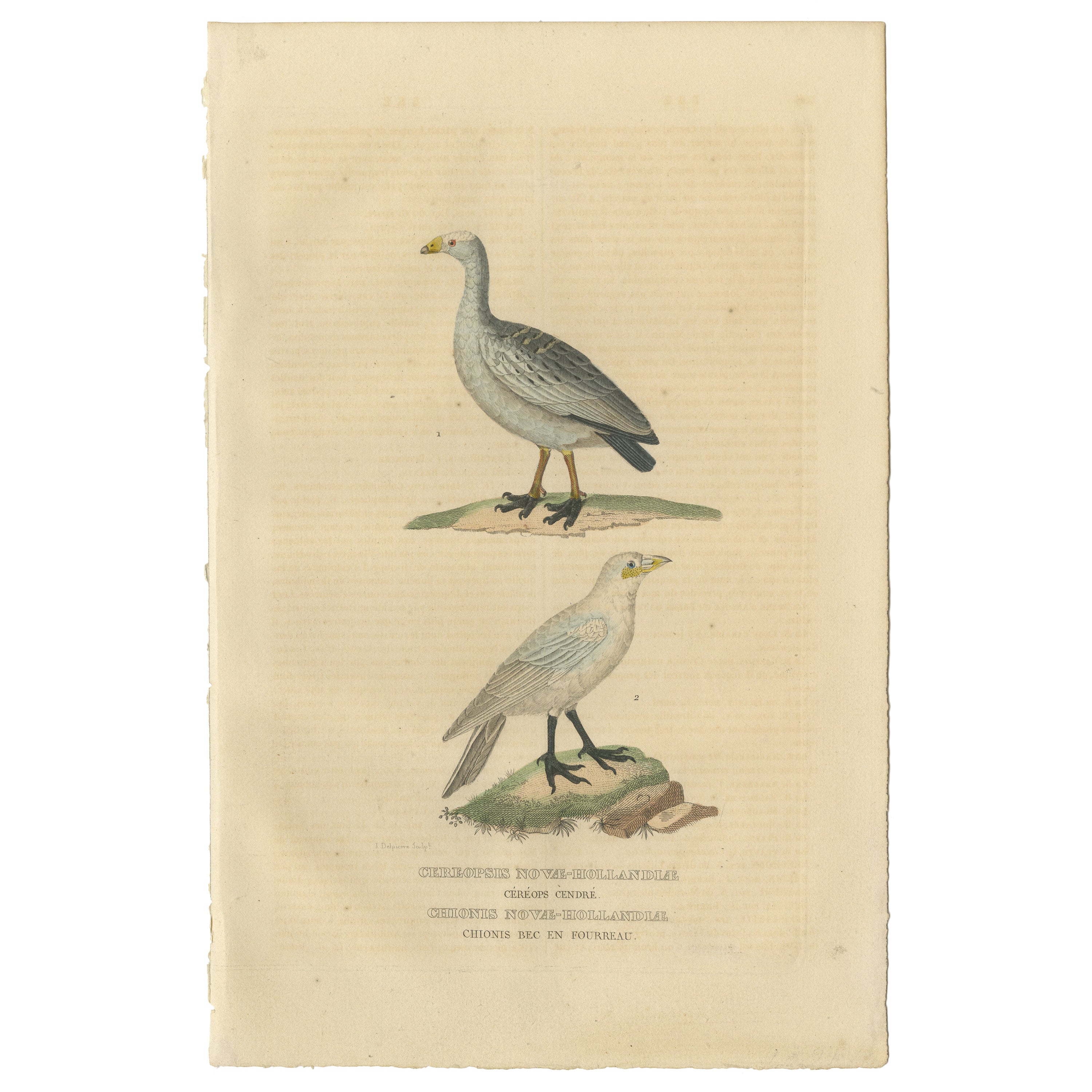 Old Hand-Colored Bird Print of the Cape Barren Goose and the Snowy Sheathbill For Sale