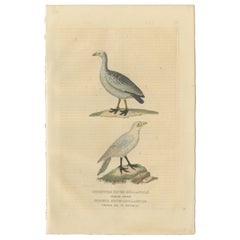Ancienne gravure d'oiseau coloriée à la main de l'oie du Cap-Barren et du bec-de-lièvre des neiges