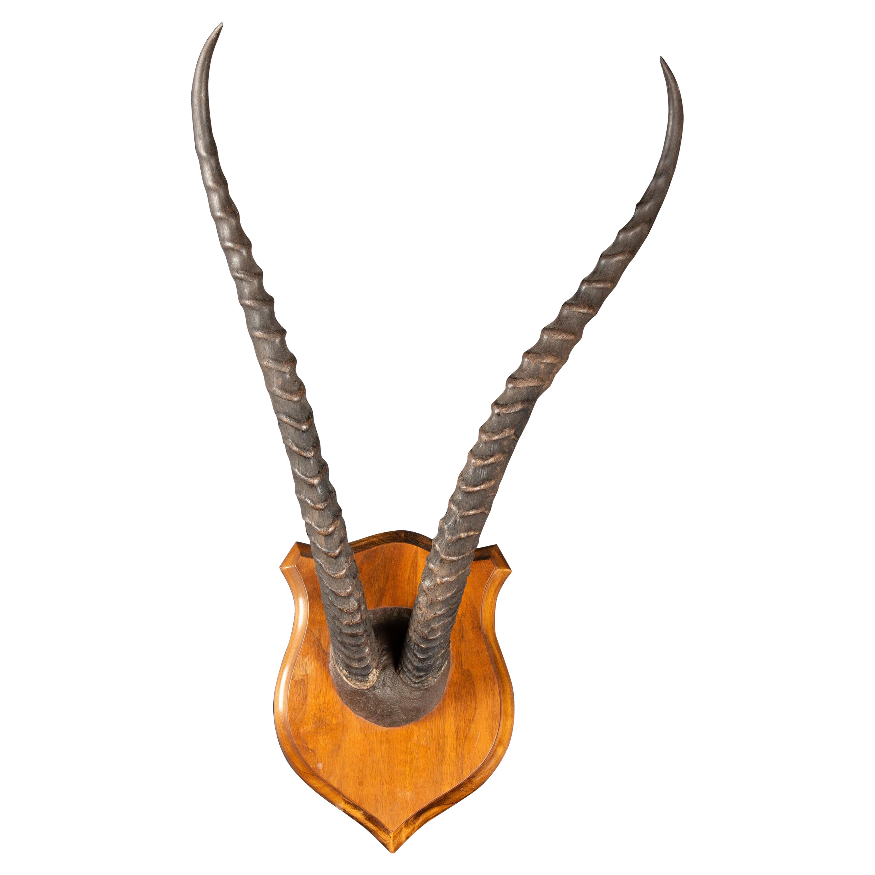 Anmutige Eleganz: Grants Gazelle Horn Plaque Taxidermie Mount im Angebot