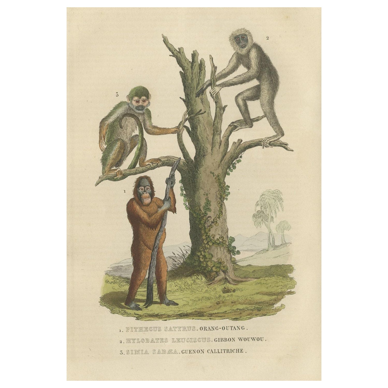 Old Print of a Red or Asiatic Orangoutan, Javan Silvery Gibbon and Green Monkey For Sale