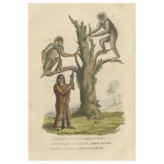 Old Print of a Red or Asiatic Orangoutan, Javan Silvery Gibbon and Green Monkey