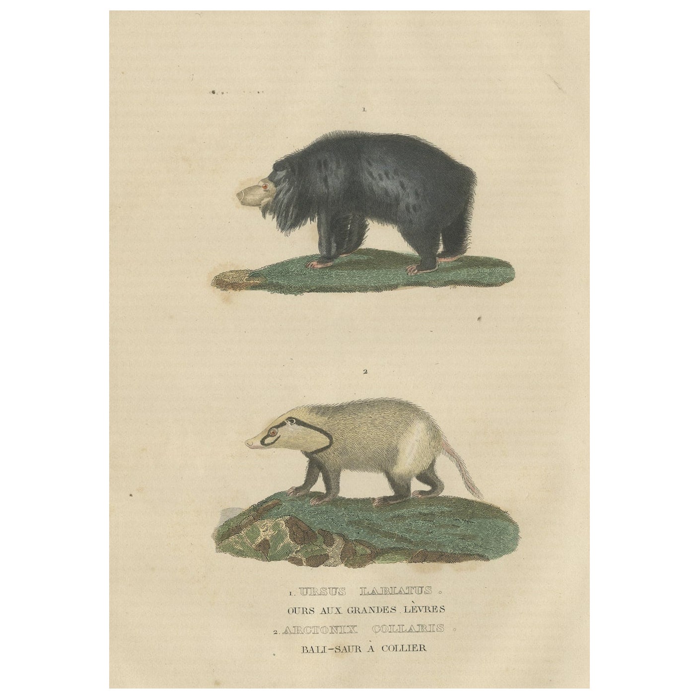 Old Hand-Colored Print of a Big Lipped Bear and Bali-Collared Soar or Hog Badger For Sale