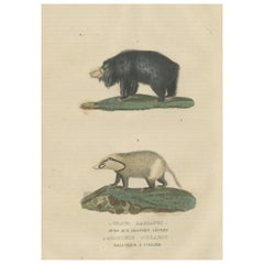 Ancienne estampe colorée à la main d'un grand ours à couvercle et d'un chouette ou d'une chouette à queue ornée de Bali