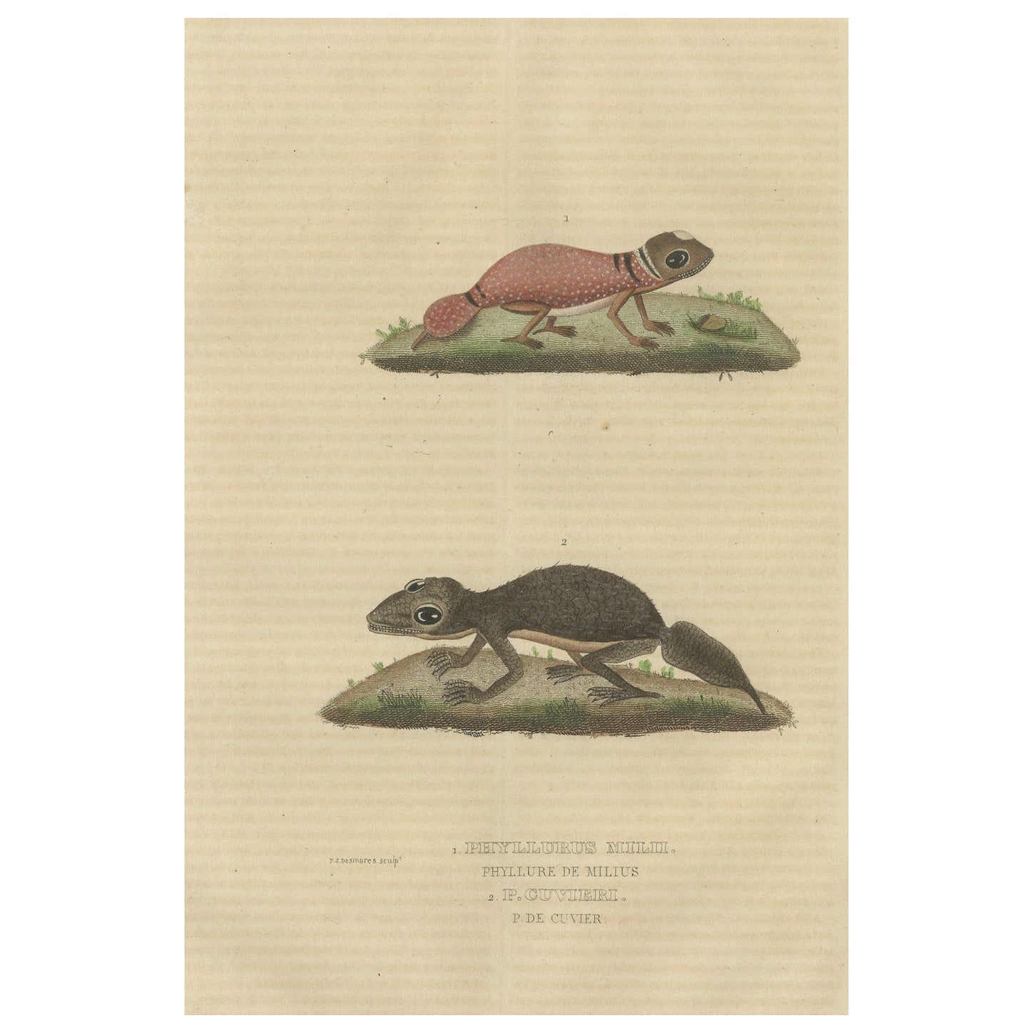 Old Hand-Colored Print eines australischen Dickschwanz-Geckos und eines Blattschwanz-Geckos im Angebot