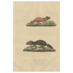 Old Hand-Colored Print of an Australian Thick-tailed Gecko and a Leaftail Gecko