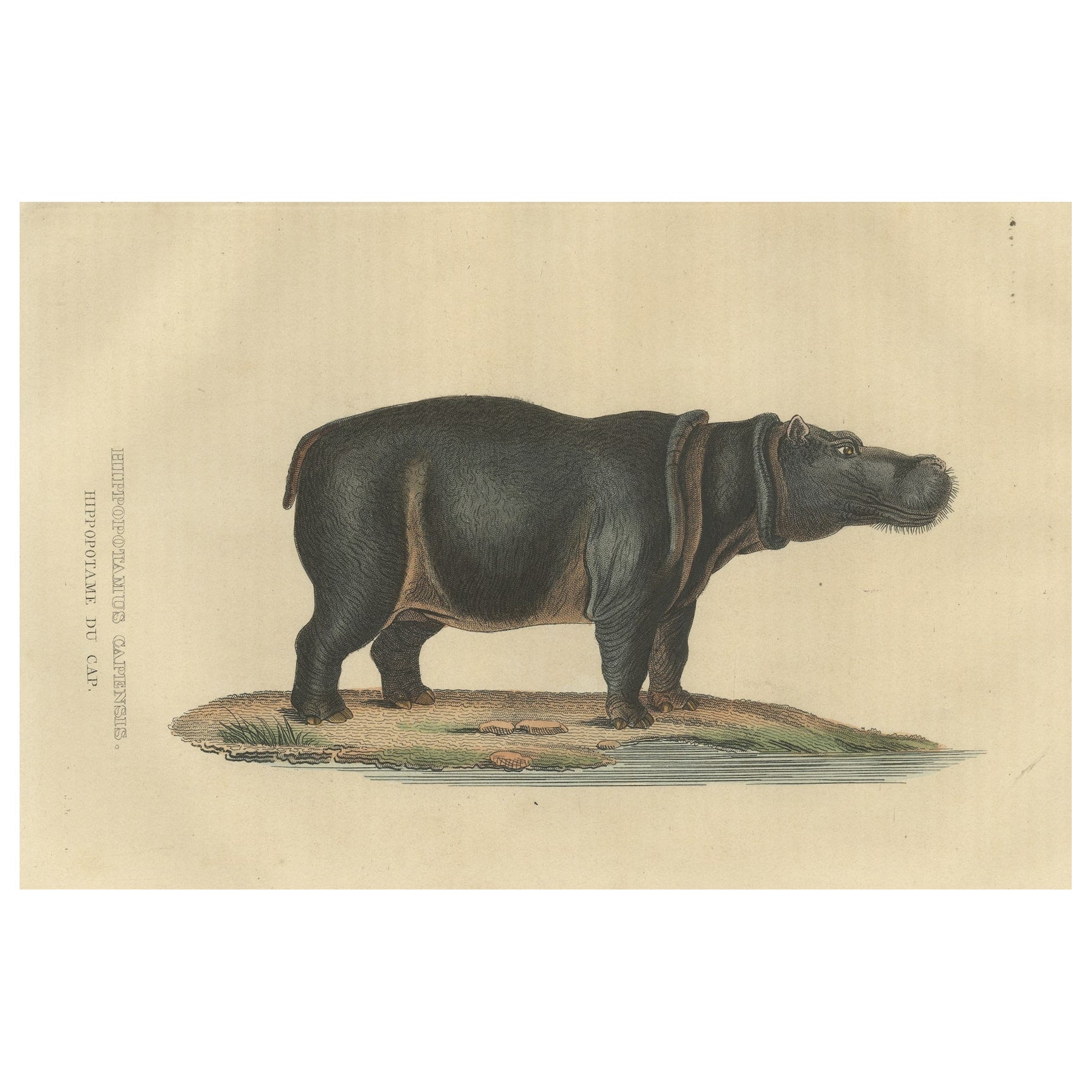 Old Print of a Hippo, a Large Herbivorous Mammal in Sub-Saharan Africa For Sale