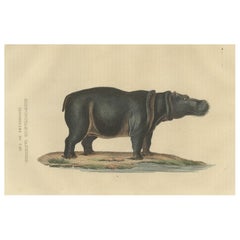 Antique Old Print of a Hippo, a Large Herbivorous Mammal in Sub-Saharan Africa