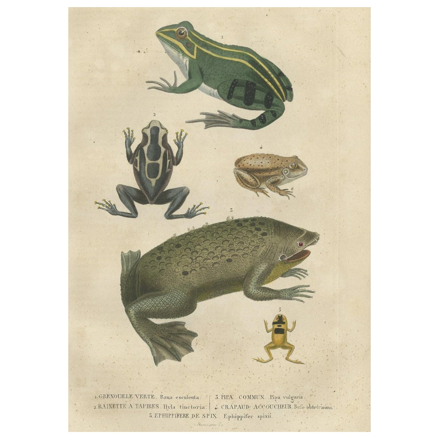 Ancienne estampe coloriée à la main montrant différentes espèces de grenouilles