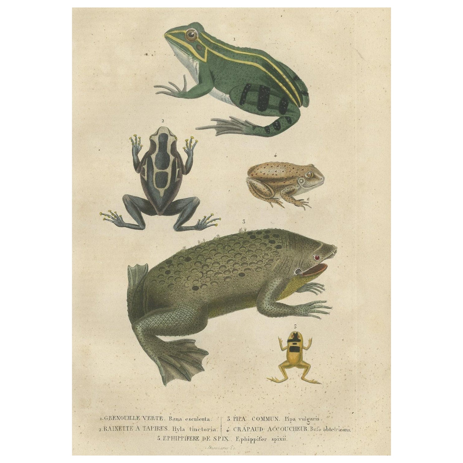 Old Hand-Colored Print Showing Different Frog Species