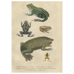 Antique Old Hand-Colored Print Showing Different Frog Species