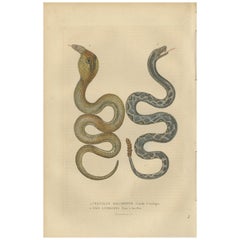 Old Hand-colored Snake Print of a Rattlesnake and a Naïa with Glasses