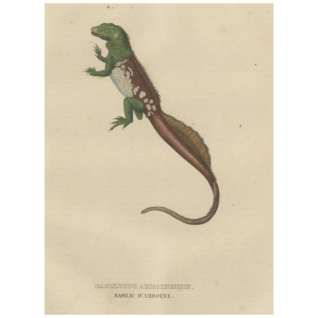 Old Hand-colored Print of a Rare Amboina Sailfin Lizard For Sale