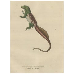 Old Hand-colored Print of a Rare Amboina Sailfin Lizard