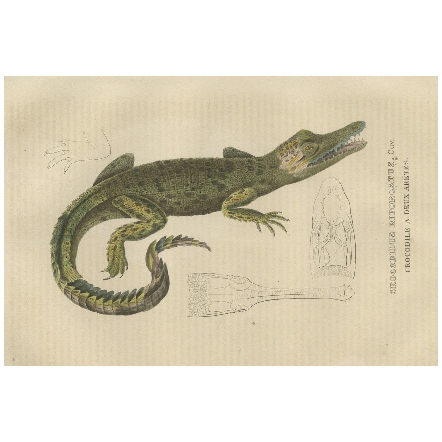 Old Hand-colored Print of a Cuban Crocodile For Sale