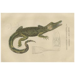 Antique Old Hand-colored Print of a Cuban Crocodile