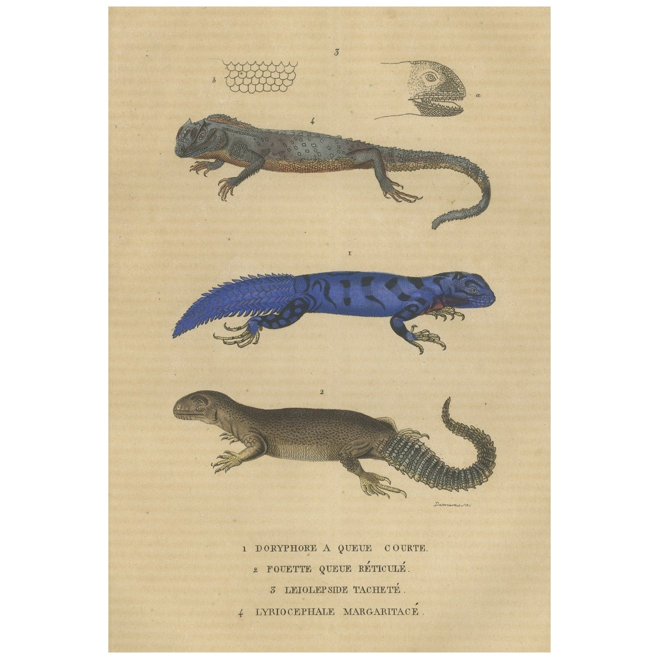 Ancienne estampe colorée à la main d'espèces de lézard, tête et échelle