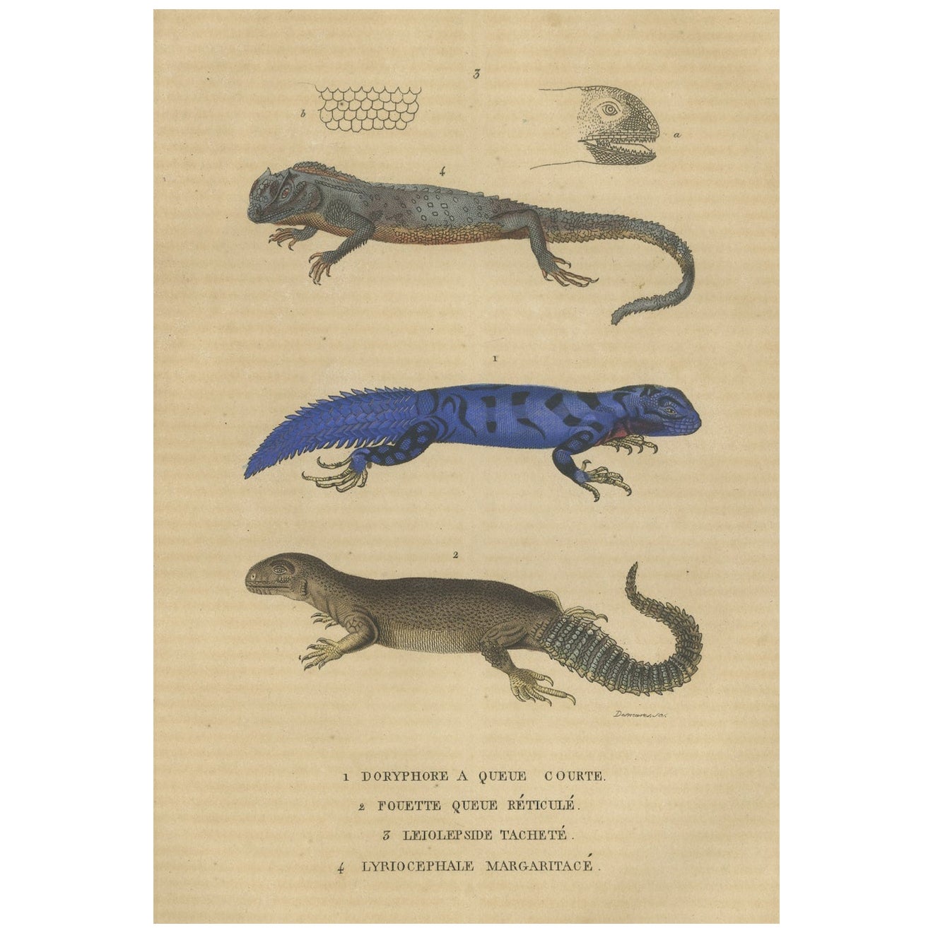 Old Hand-colored Print of Lizard species, Head and Scale For Sale