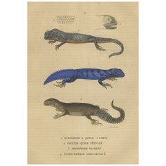 Antique Old Hand-colored Print of Lizard species, Head and Scale