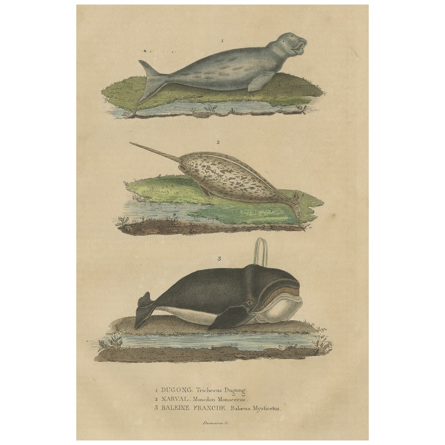 Old Hand-colored Print of a Dugong, a Narwhal and a Right Whale