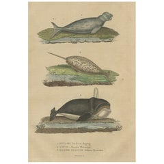Altes handkoloriertes Druck eines Dugongs, eines Narwhals und eines rechten Wales