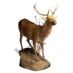 Taxidermie grandeur nature d'un cerf sur une fausse base en béton, Barasingha