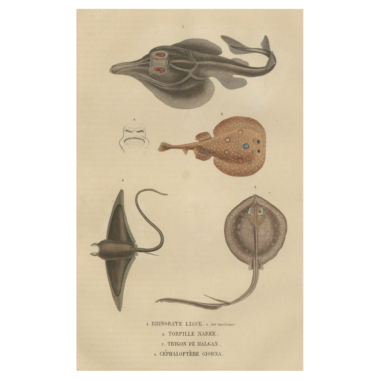 Print of a Guitarfish, Common Torpedo, Stingray & Devil fish or Giant Devil Ray