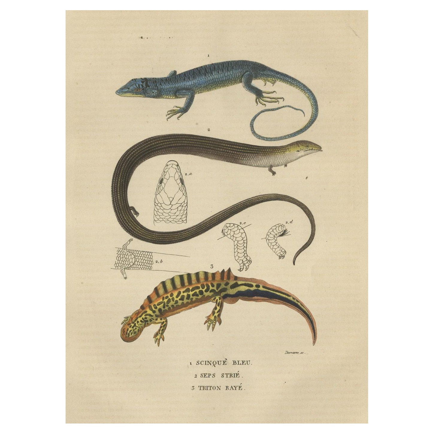 Gravure ancienne originale d'un lézard bleu, d'un lézard rayé et d'un lézard Triton