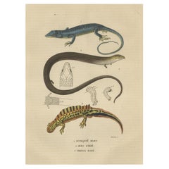 Antique Original Old Print of a Blue Skink Lizard, a Striped Lizard and a Triton Lizard
