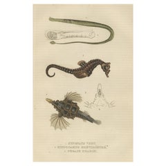 Original Antique Print of a Green Syngnate, a Seahorse and Little Dragonfish