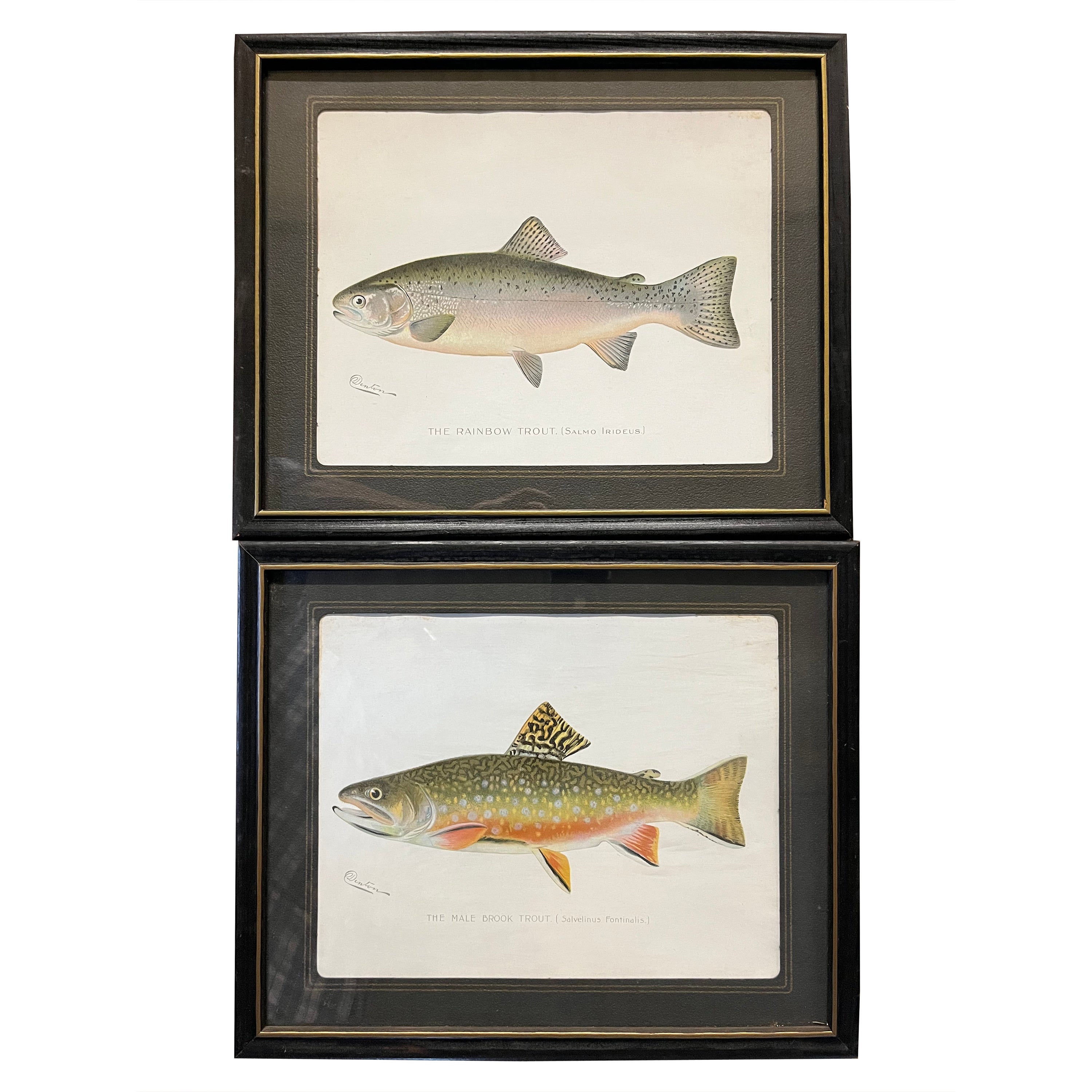 Pair of Fish Prints by S.F. Denton at 1stDibs