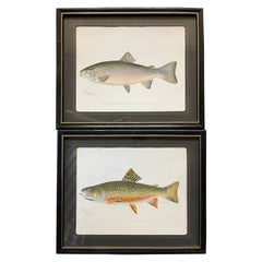 Used Pair of Fish Prints by S.F. Denton