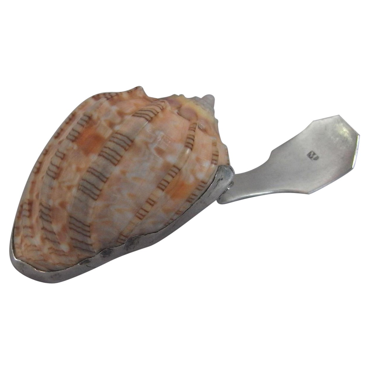 George III Silver Mounted Natural Conch Shell Caddy Spoon by Matthew Linwood. For Sale