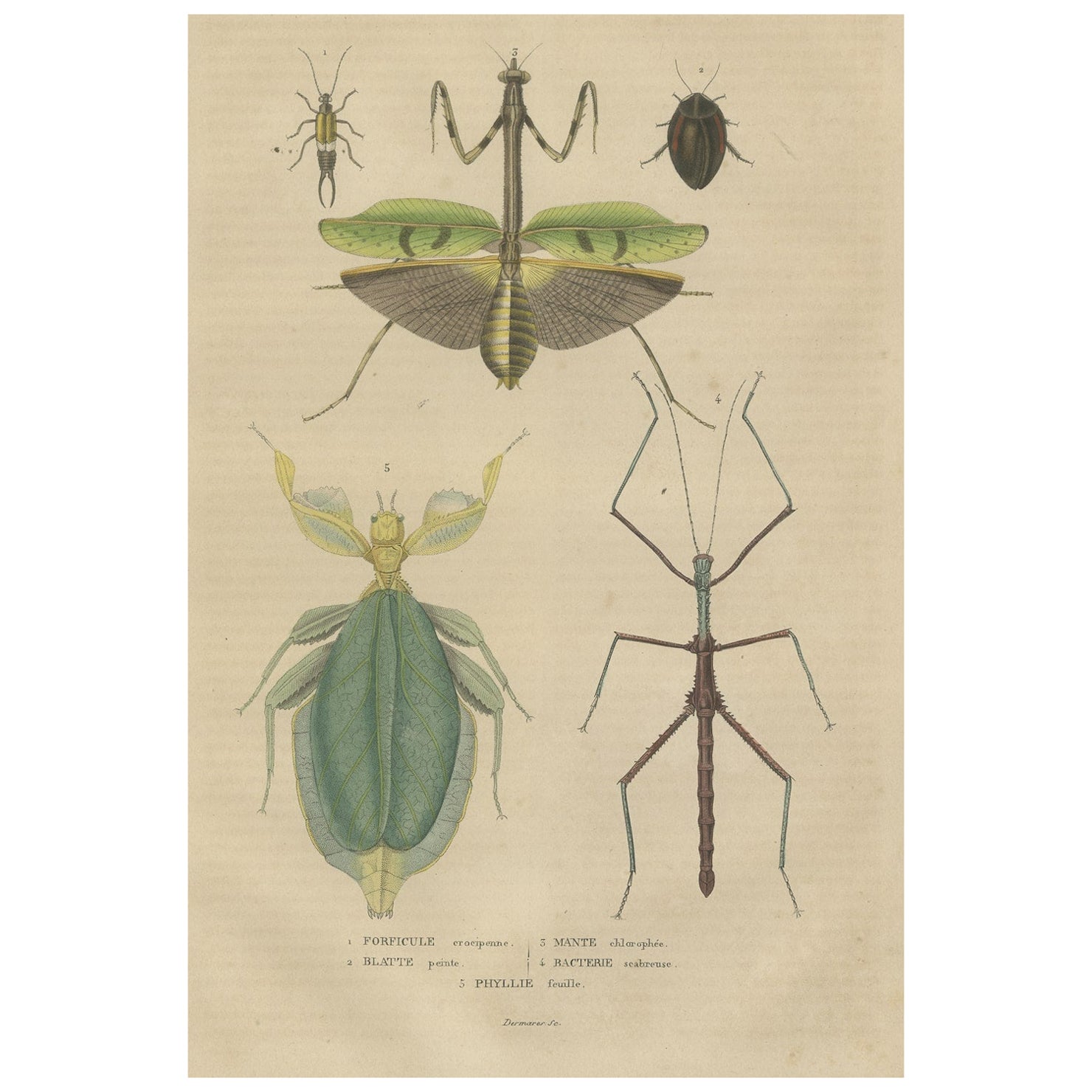 Siglo XIX Insectos Microorganismos Grabado antiguo coloreado a mano, 1845 