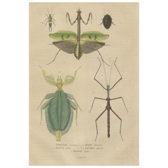 Gravure d'antiquités Insectes Microorganisms du 19e siècle, colorée à la main, 1845 