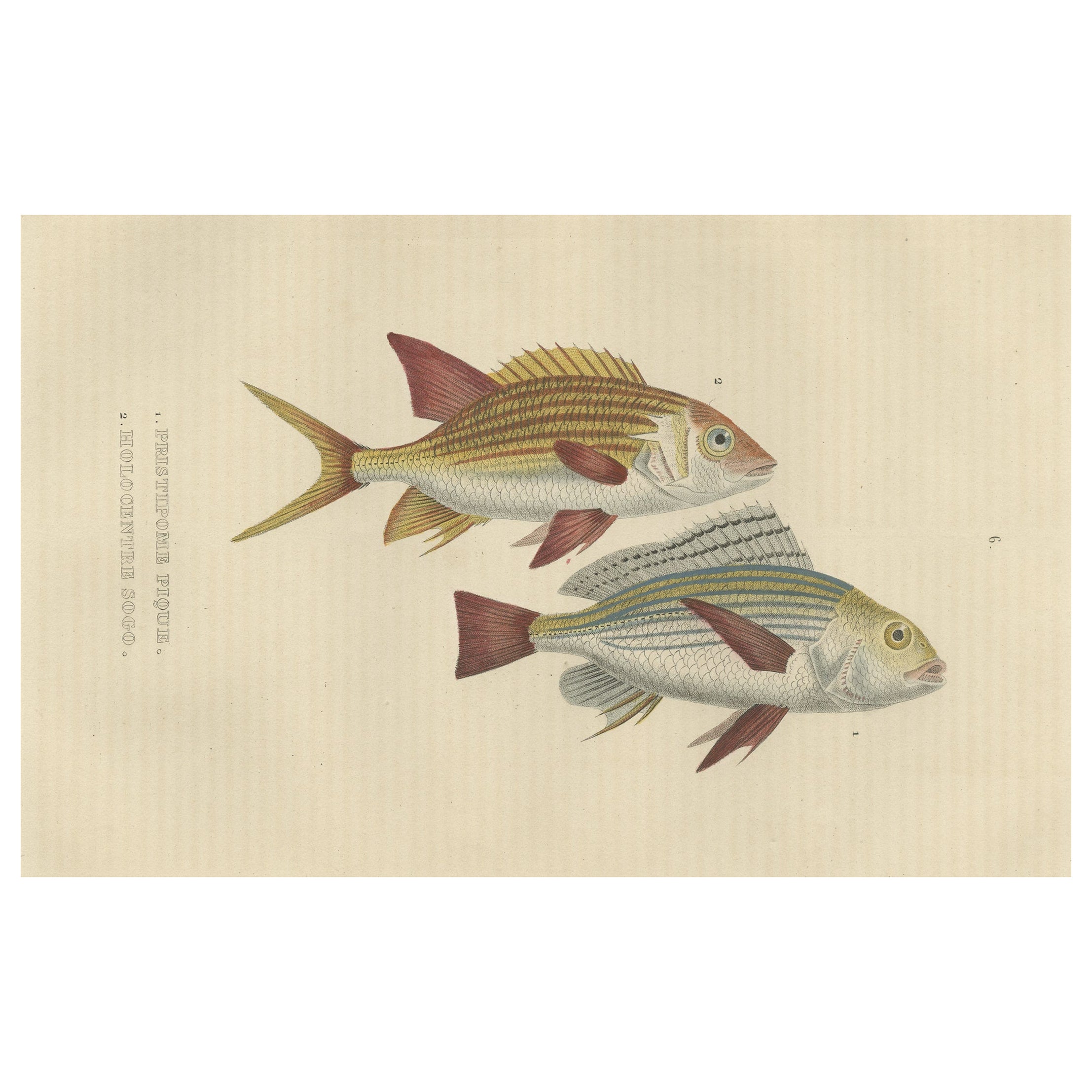 19th Century Sheepshead Seabream and Squirrelfish Antique Fish Print, 1845  For Sale