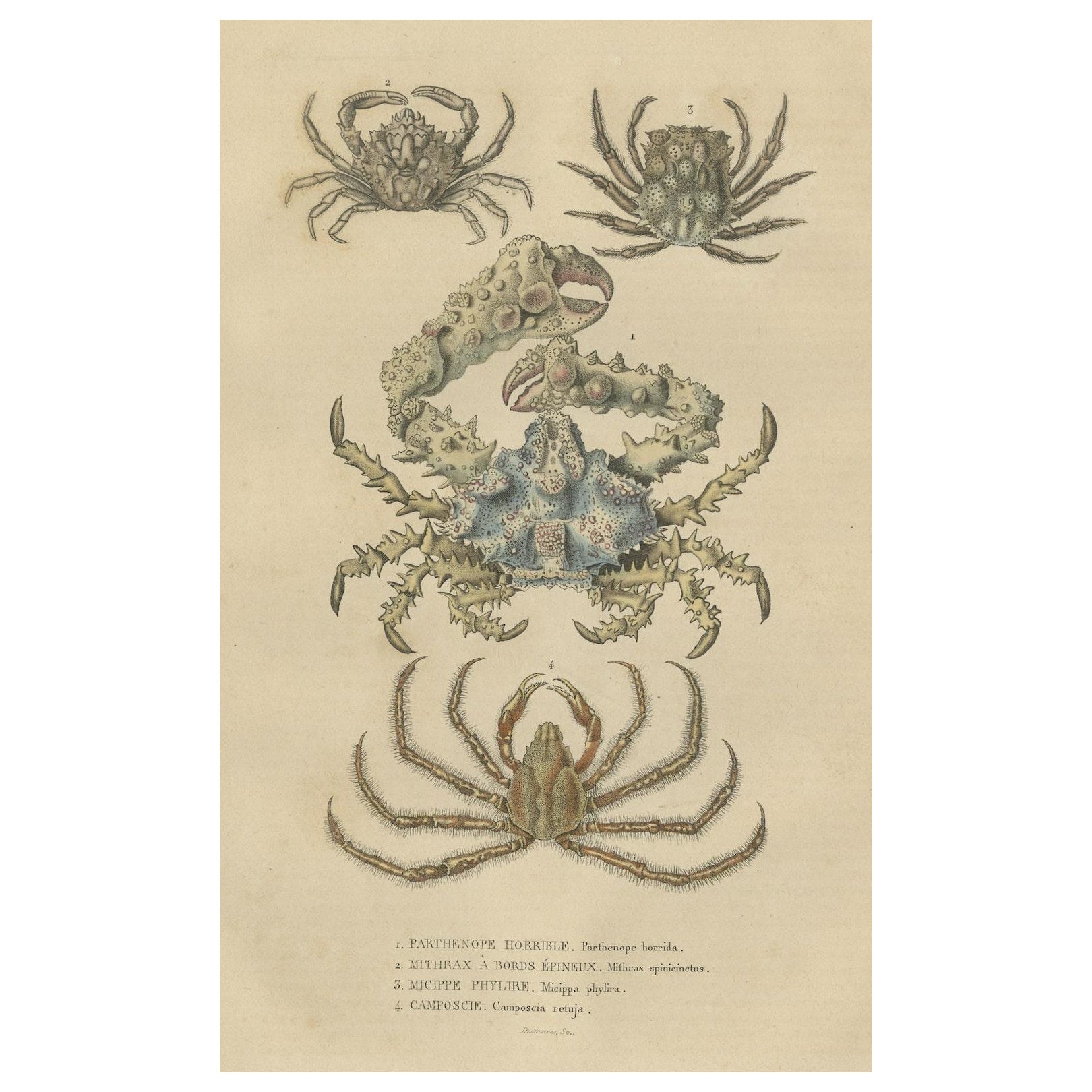 19th Century Antique Handcolored Print of Different Sea Crabs, 1845 