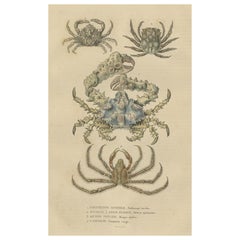 Antiker handkolorierter Druck verschiedener Seeigel des 19. Jahrhunderts, 1845 