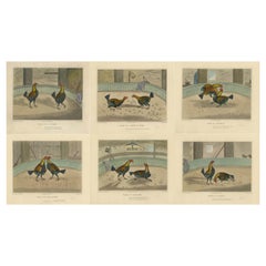 Antique Complete Series: Six Old Cockfight Etchings, London 1830