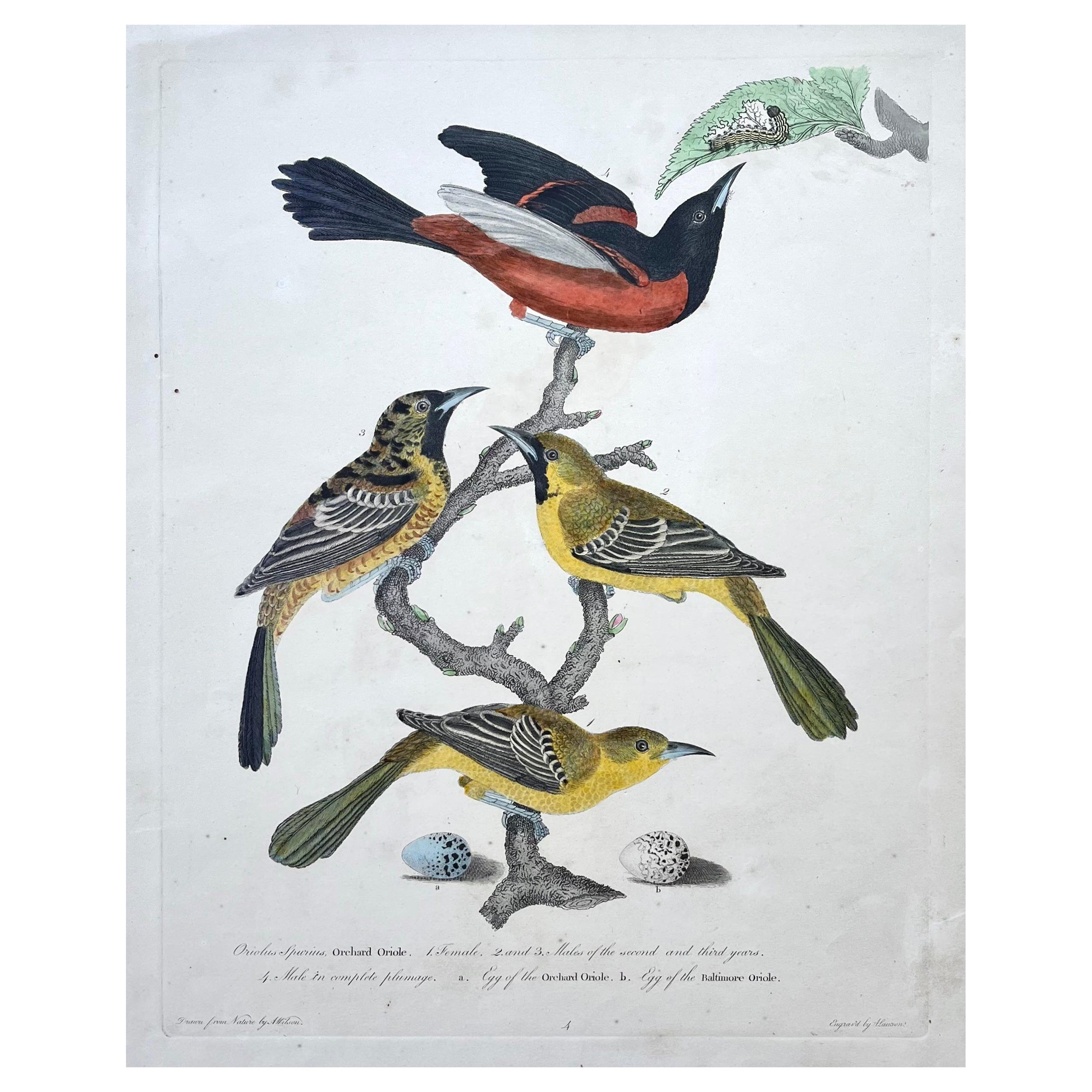 Druck von Oriolen aus dem frühen 19. Jahrhundert von Alexander Wilson aus der amerikanischen Ornithologie