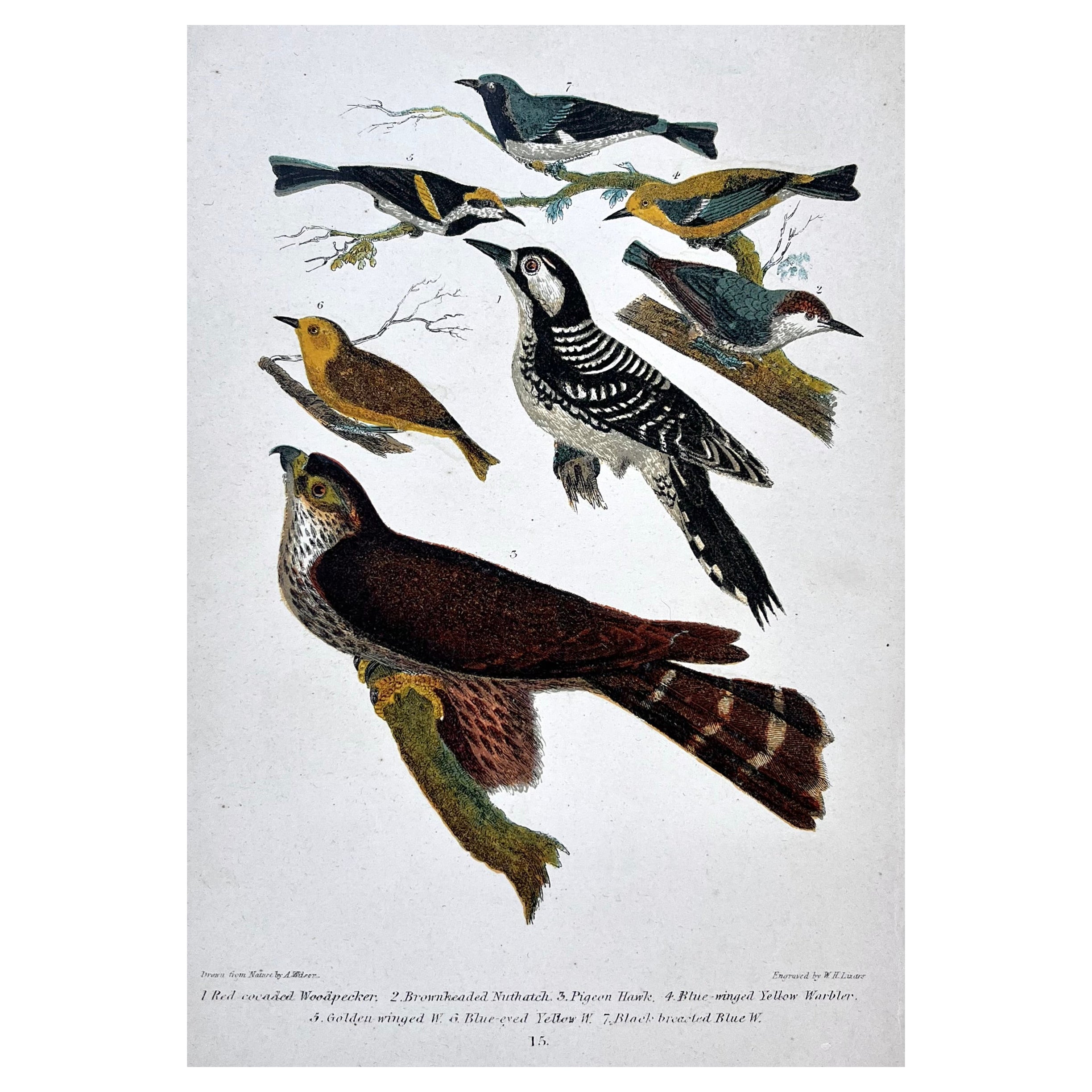 Ornithologie américaine du 19e siècle, imprimé Alexander Wilson Woodpeckers & Warblers