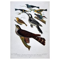 Antique 19th Century Alexander Wilson Print Woodpeckers & Warblers American Ornithology