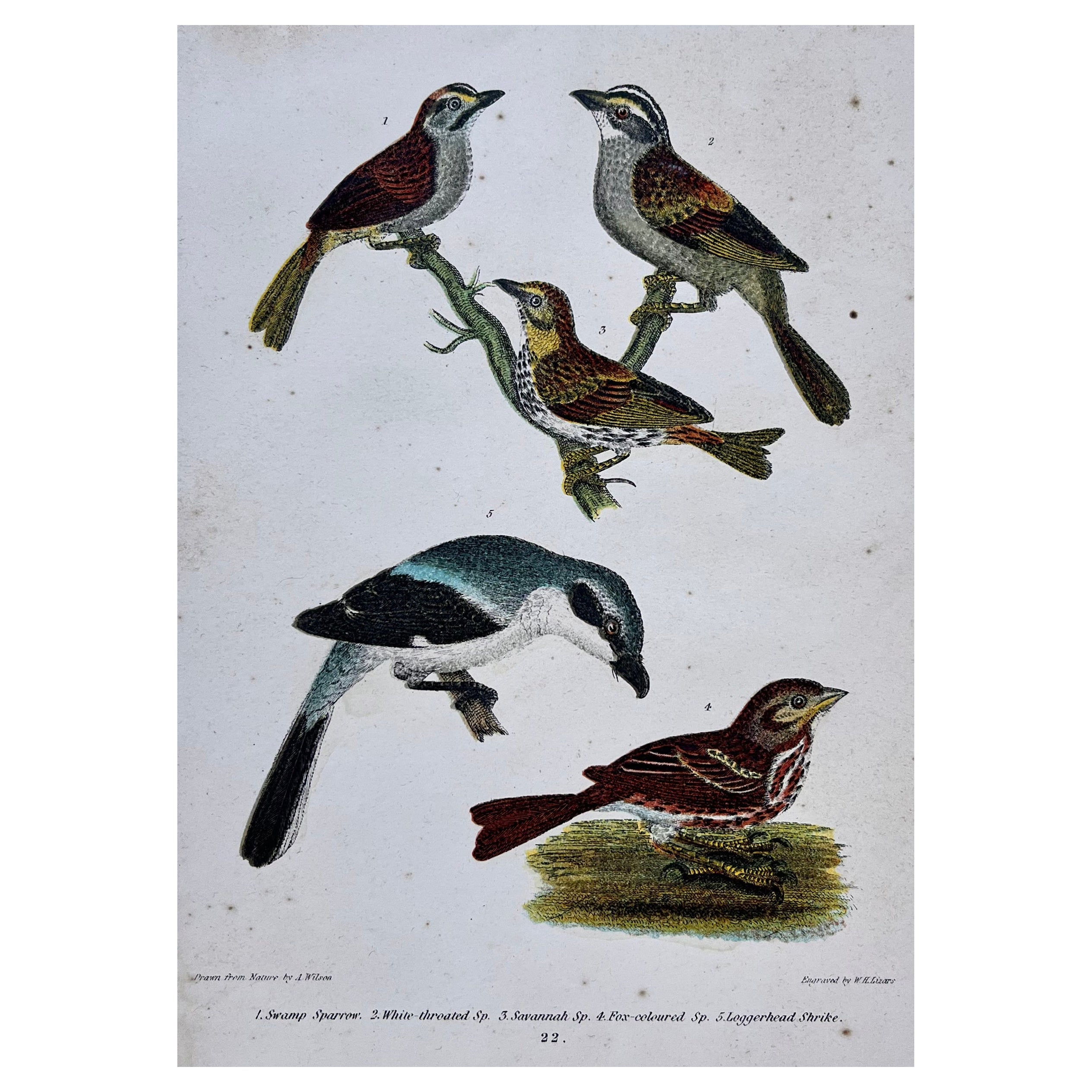 19th Century Alexander Wilson Print of Sparrows & Shrike of American Ornithology For Sale