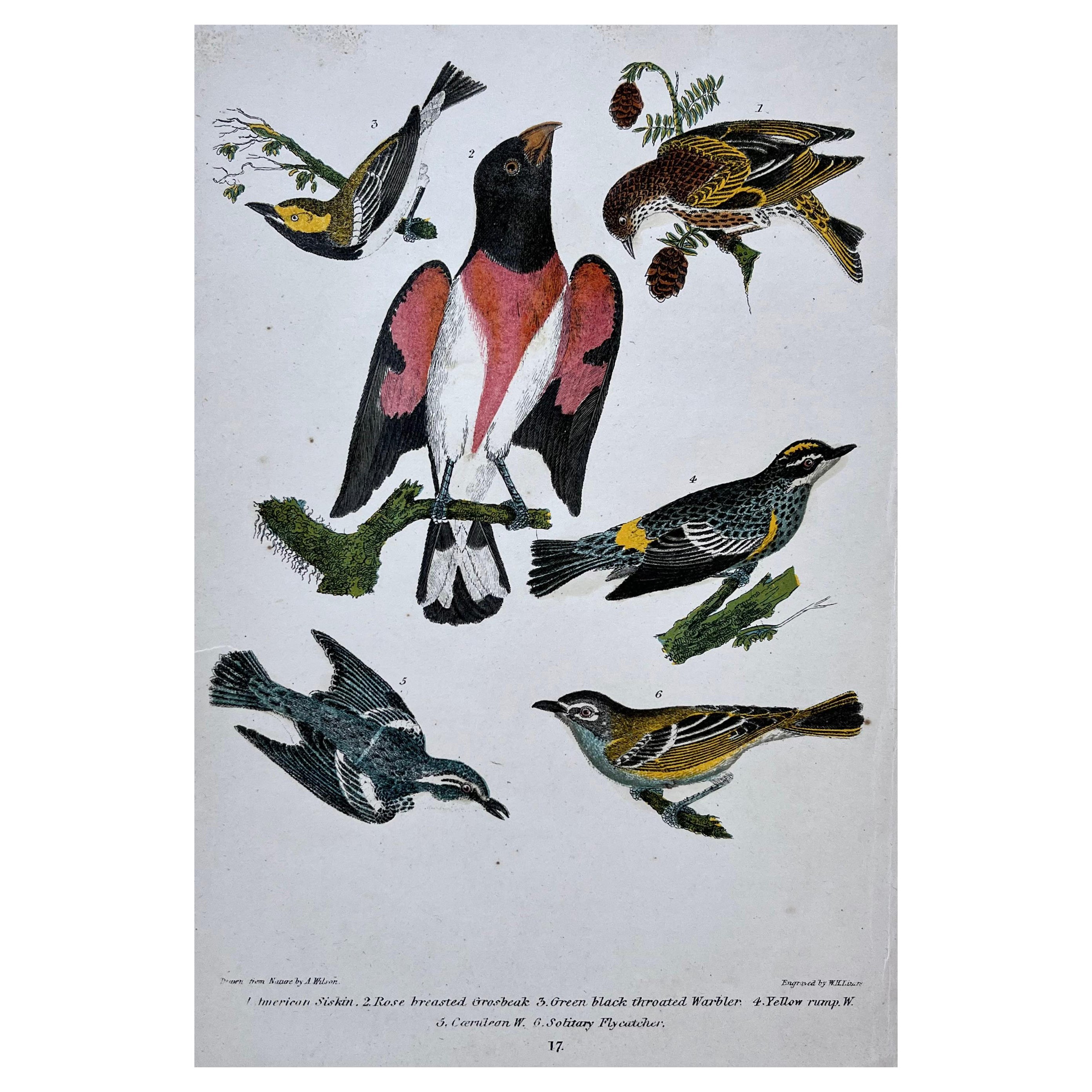 Gravure ornithologique américaine du 19e siècle d'Alexander Wilson représentant un gros-bec, des fauvettes. en vente