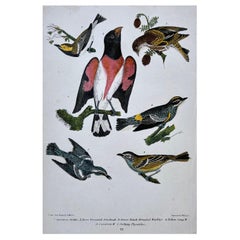 Gravure ornithologique américaine du 19e siècle d'Alexander Wilson représentant un gros-bec, des fauvettes.