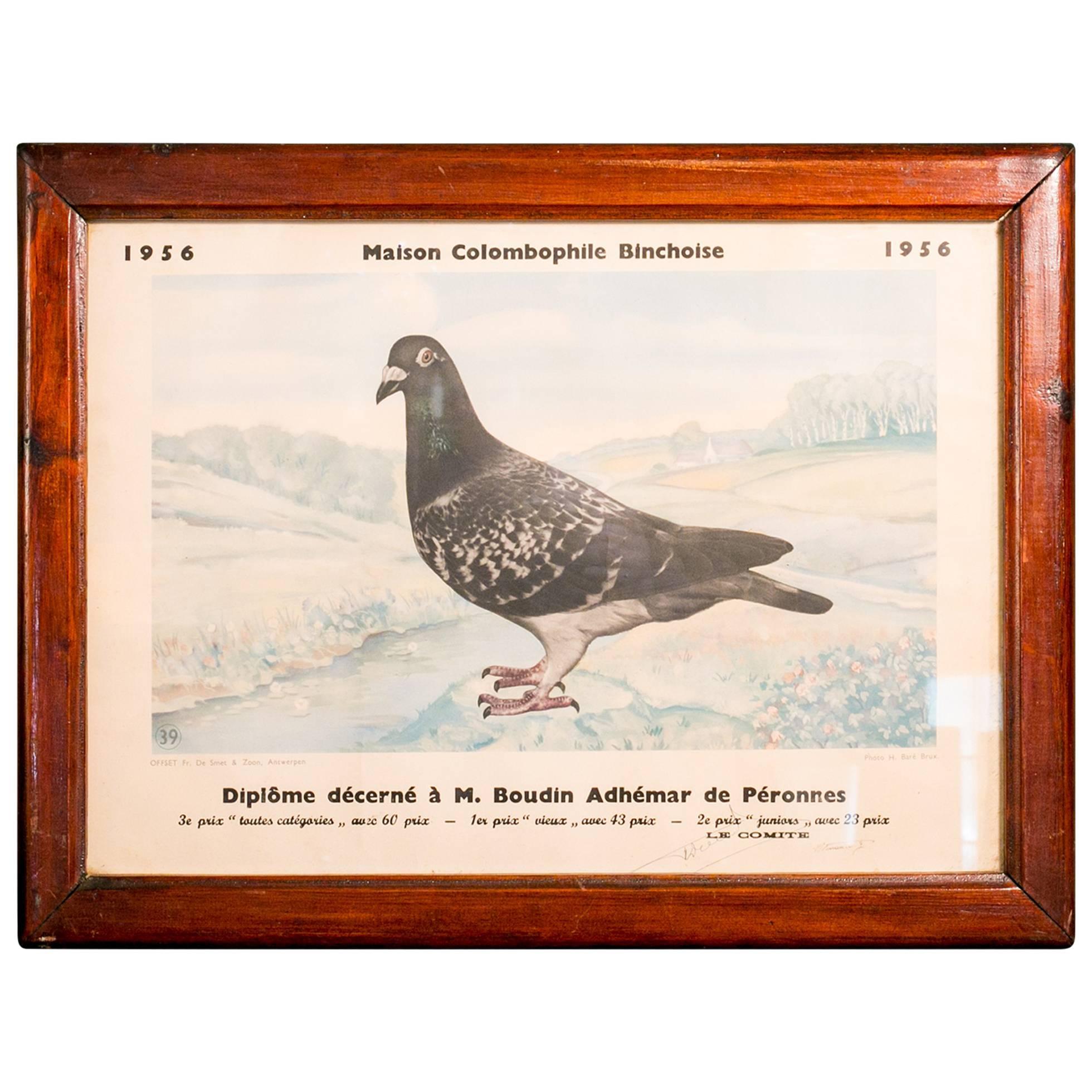 Collection of Vintage Framed Belgian Pigeon Championship Diplomas 