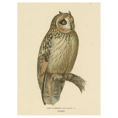 Short-eared Owl (Asio flammeus) illustrated by the von Wright brothers, 1929